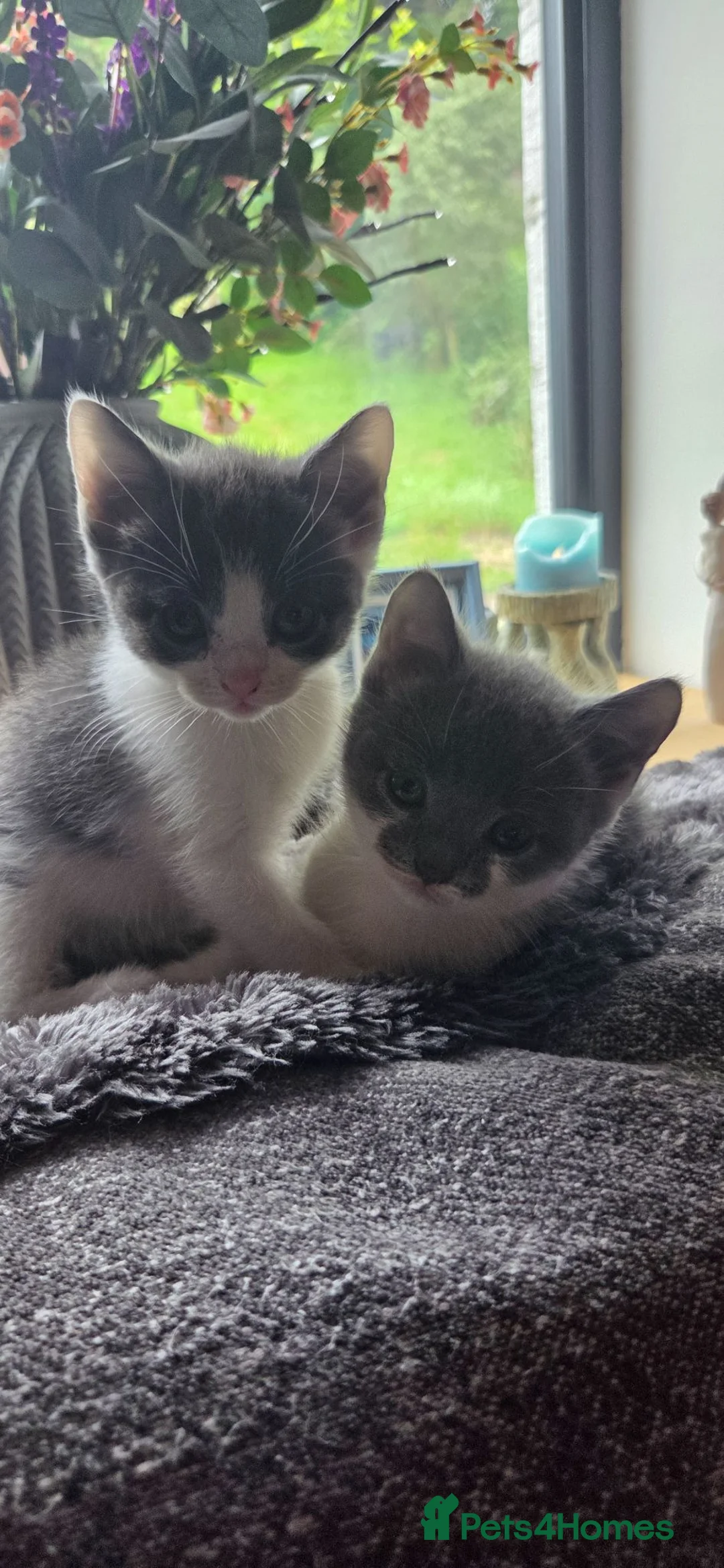 Mixed Breed cats for sale: Kittens  - Advert 12