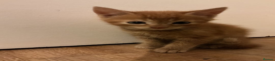 Domestic Shorthair Kitten 1