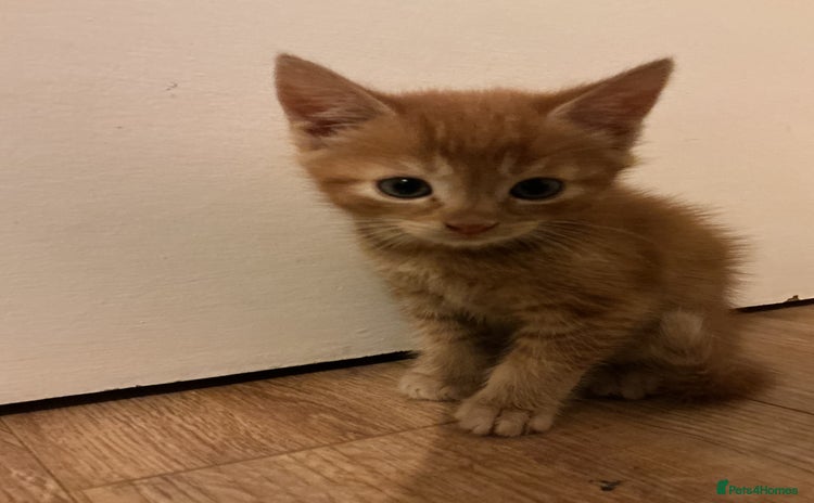 Domestic Shorthair cats - Advert 11