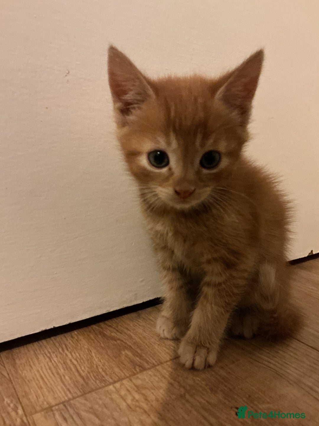 Domestic Shorthair cats for sale: GINGER KITTENS £150 EACH - Image 1