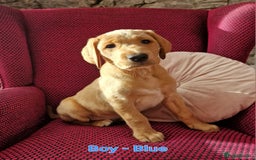 Mixed Breed dogs for sale: Labrador Cross Pups - Image 10