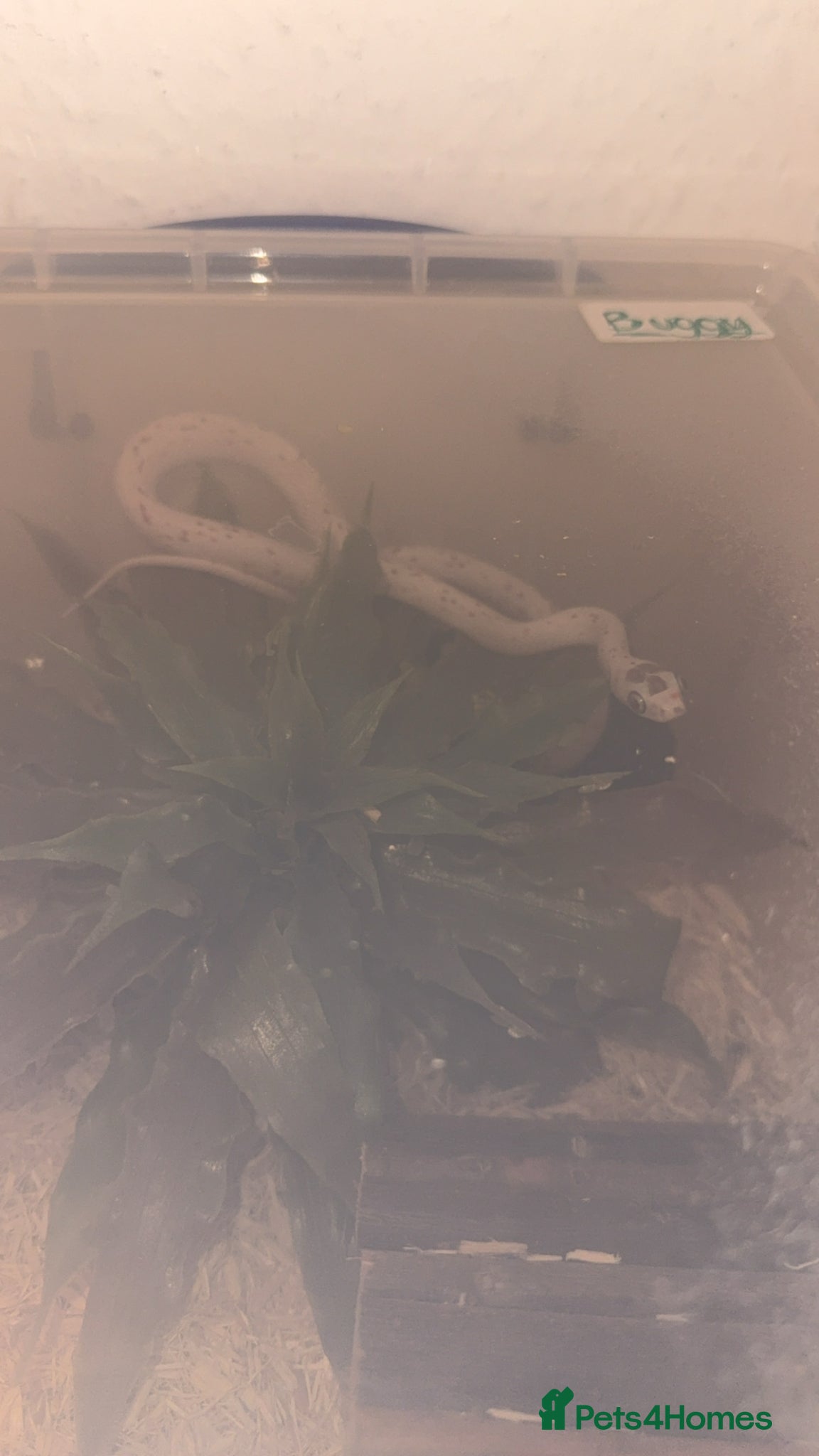 Corn Snake reptiles 3 x corn snakes  all different morphs - Advert 2