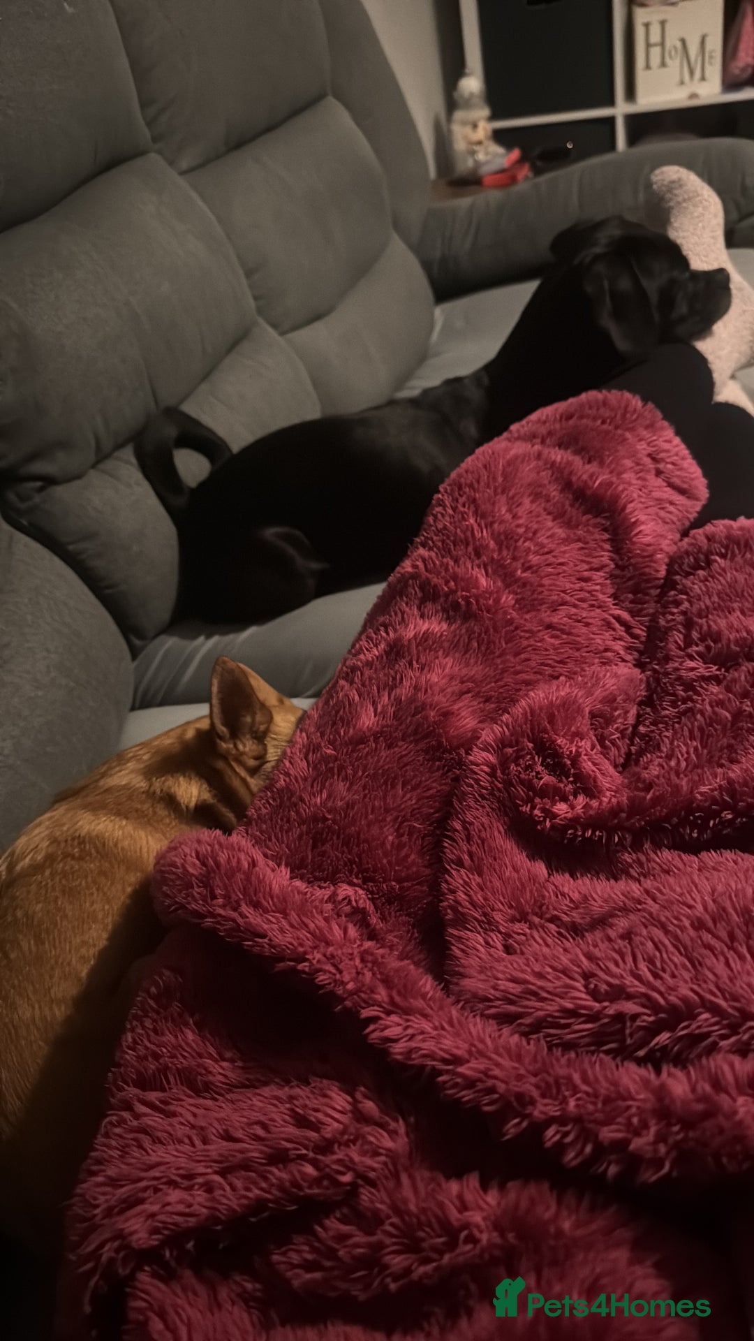 Mixed Breed dogs for sale: Both for rehoming - Advert 4