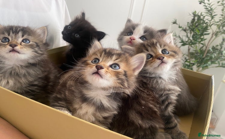 Siberian cats - Advert 1