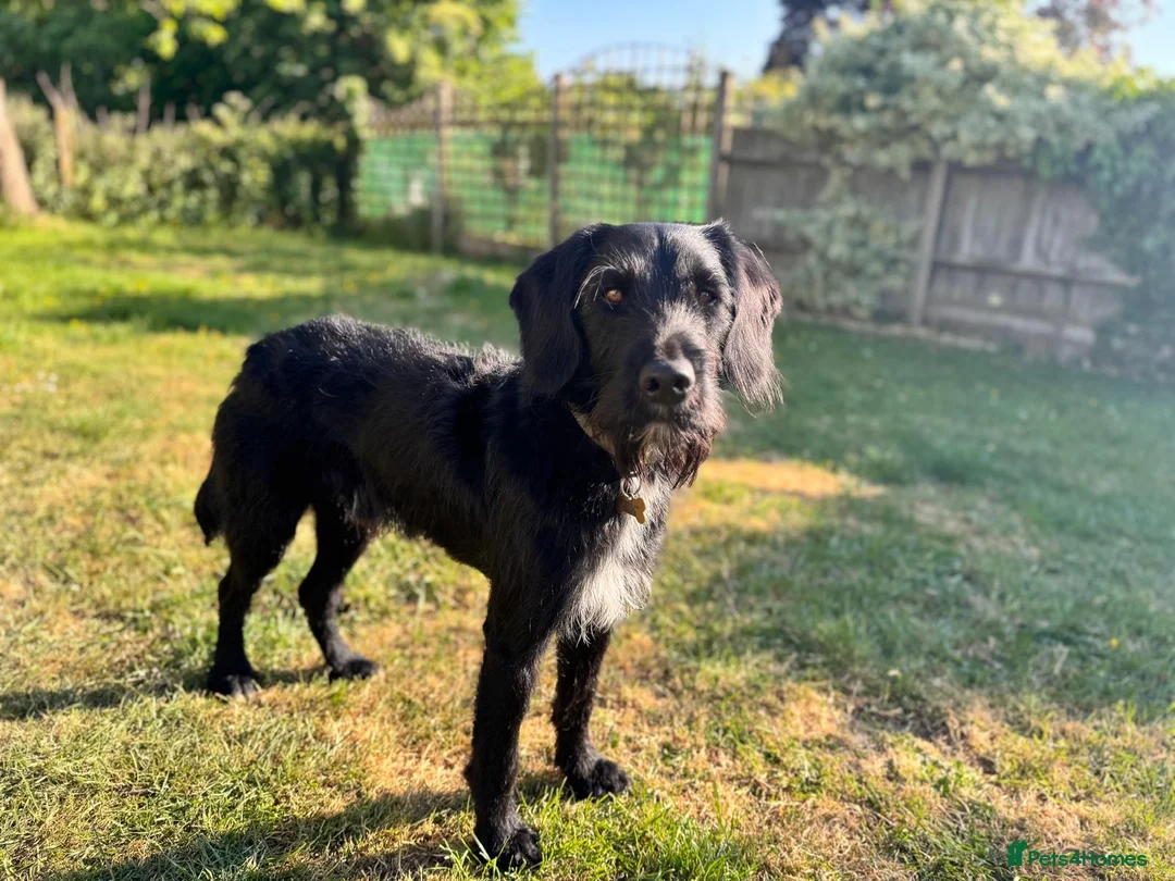 Labradoodle dogs for stud: F1b Miniature Labradoodle (Fully Health Tested) - Advert 1