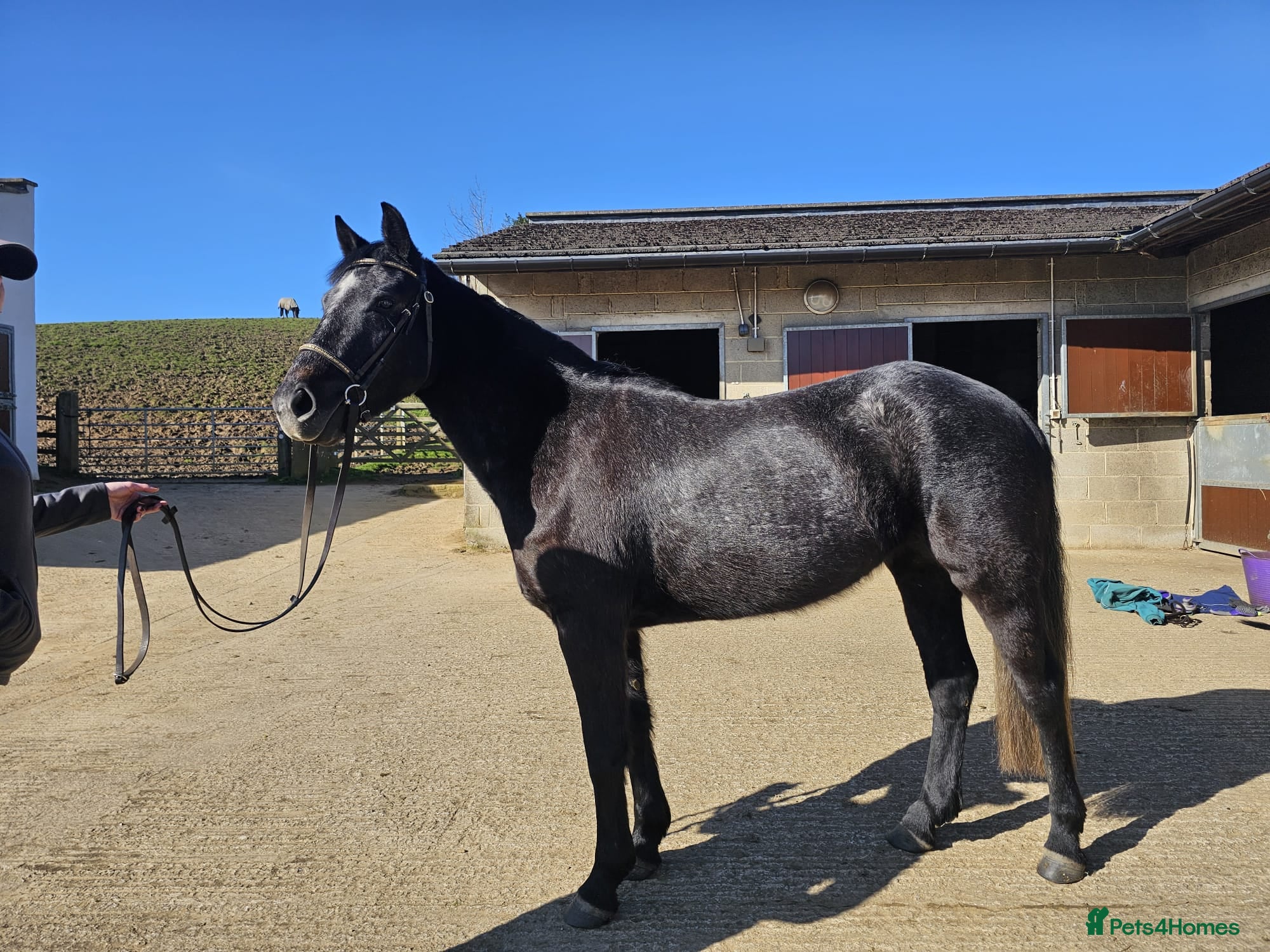 Connemara horses Sweetest Genuine Steel Grey  Connemara x Show Pony - Advert 2