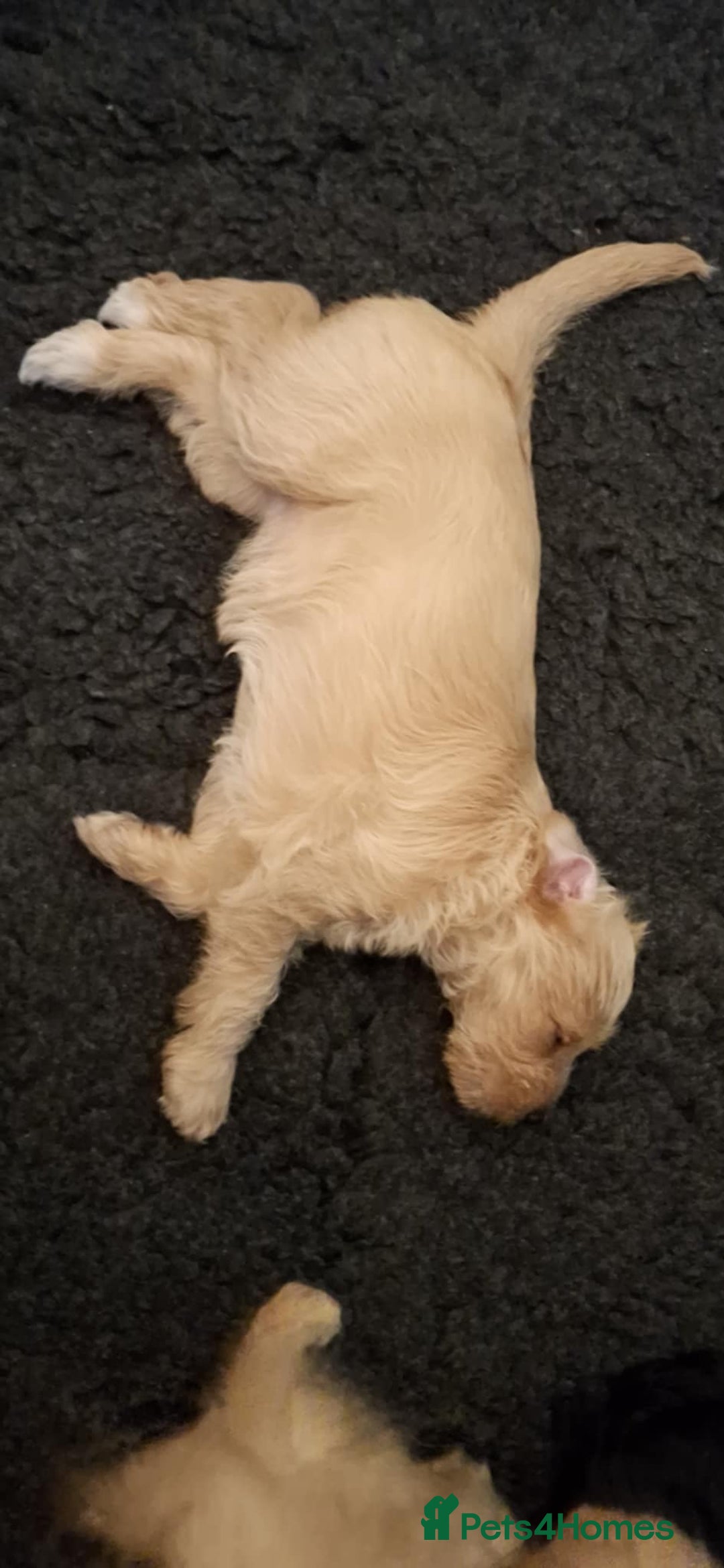 Mixed Breed dogs for sale: Poodle Cross Puppies (x2 female left) - Advert 11