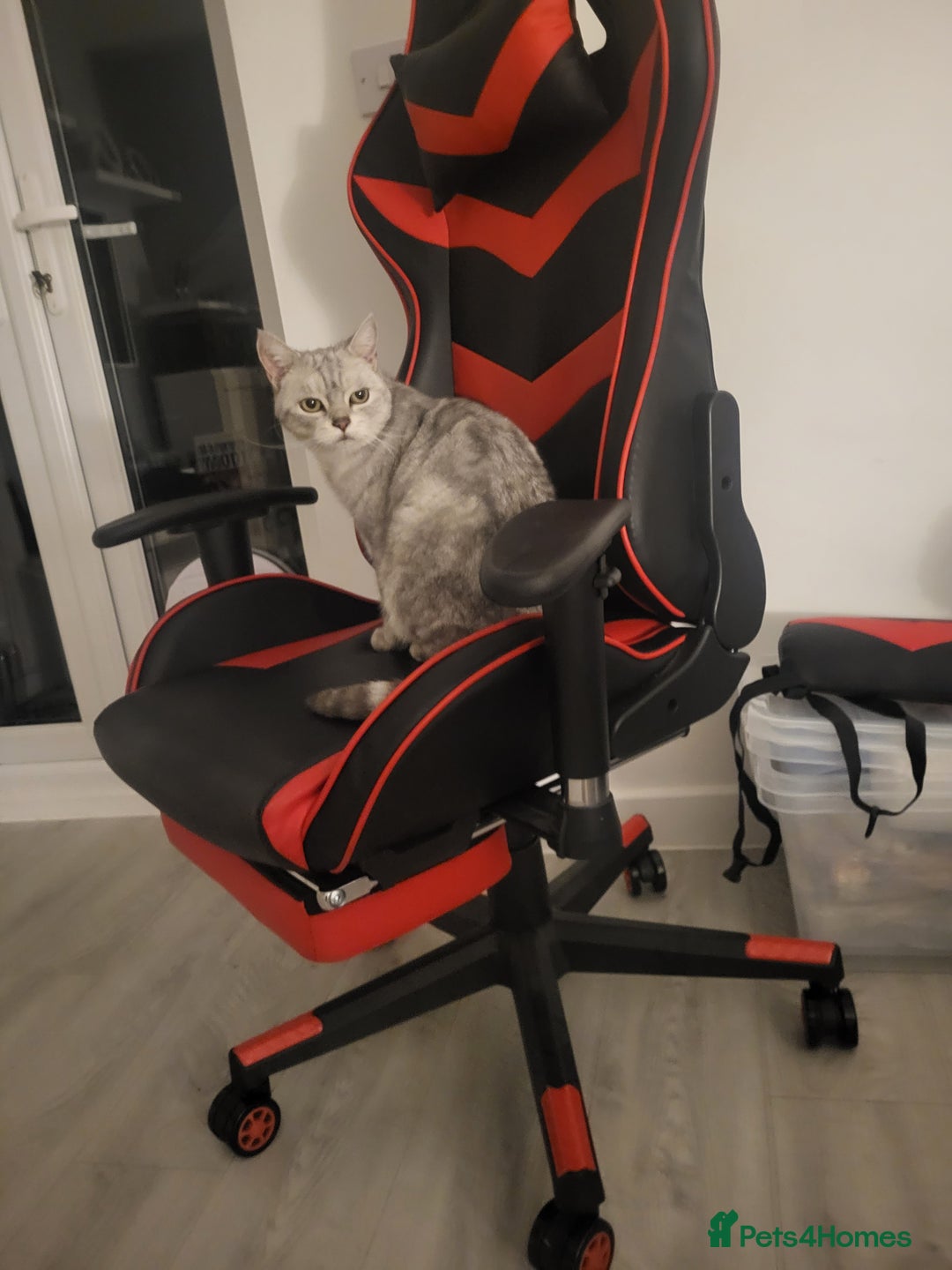 Exotic cats for sale: Need a new home  - Image 2