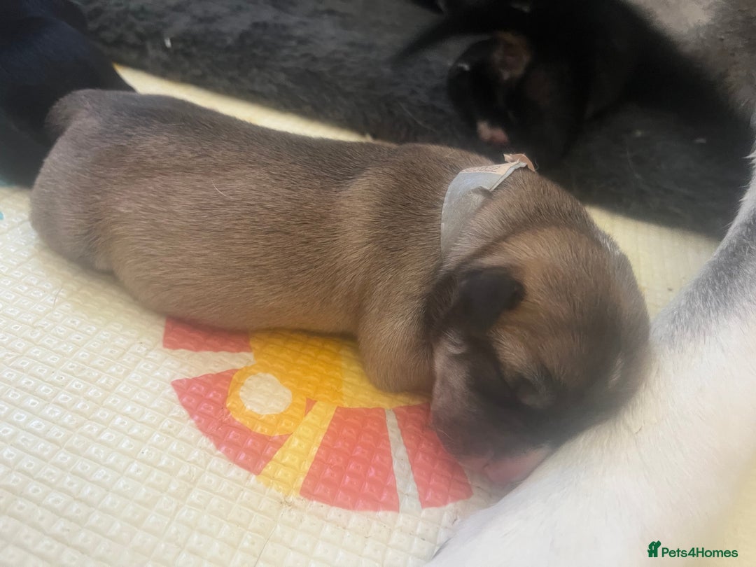 Mixed Breed dogs for sale: Husky/staffi/labrador  - Image 6