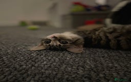 Mixed Breed cats for sale: Missy the cuddly cat  - Image 3