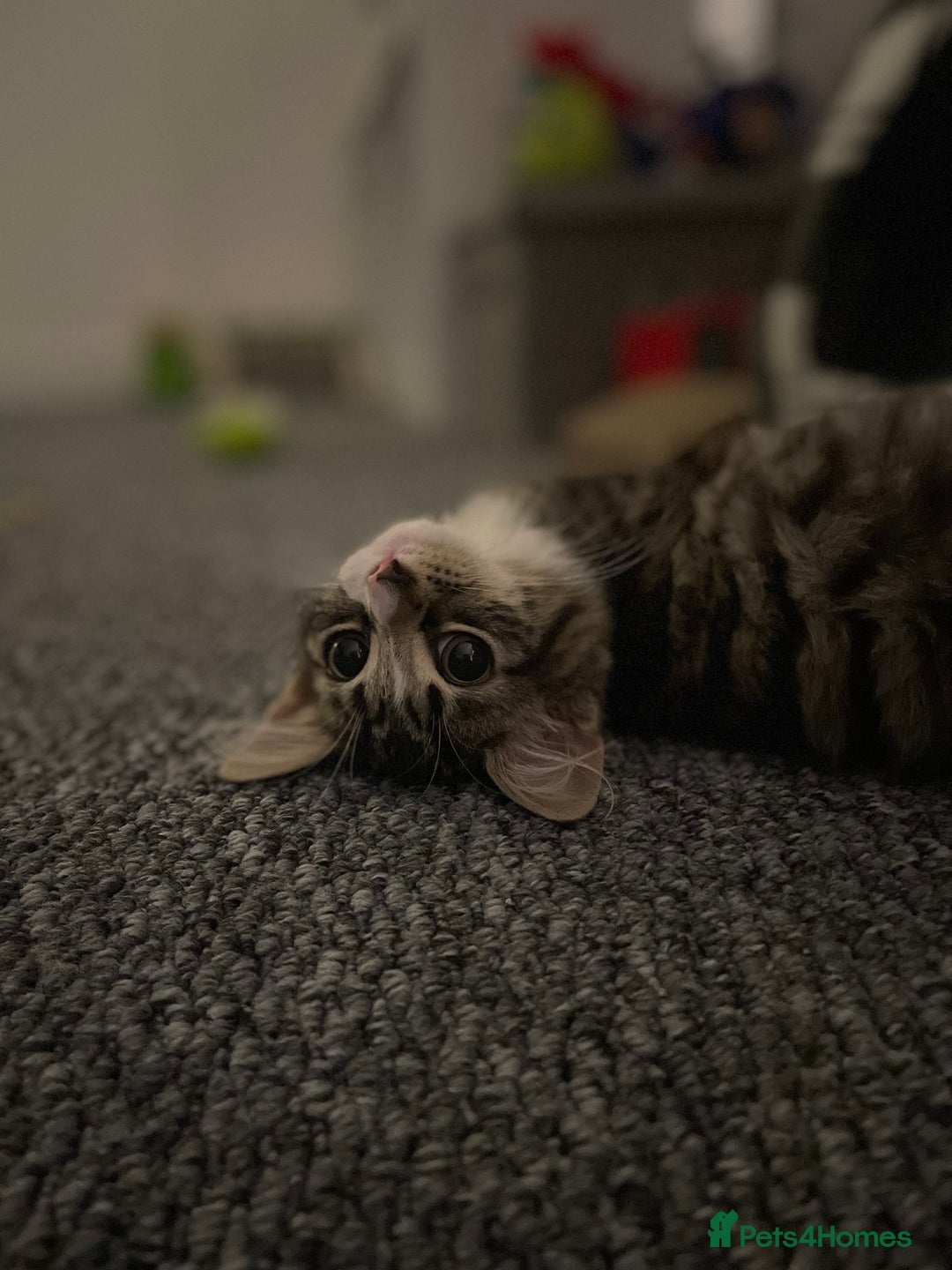 Mixed Breed cats for sale: Missy the cuddly cat  - Image 3