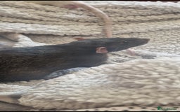 Rat rodents for sale: 2 male rats for rehoming  - Image 7