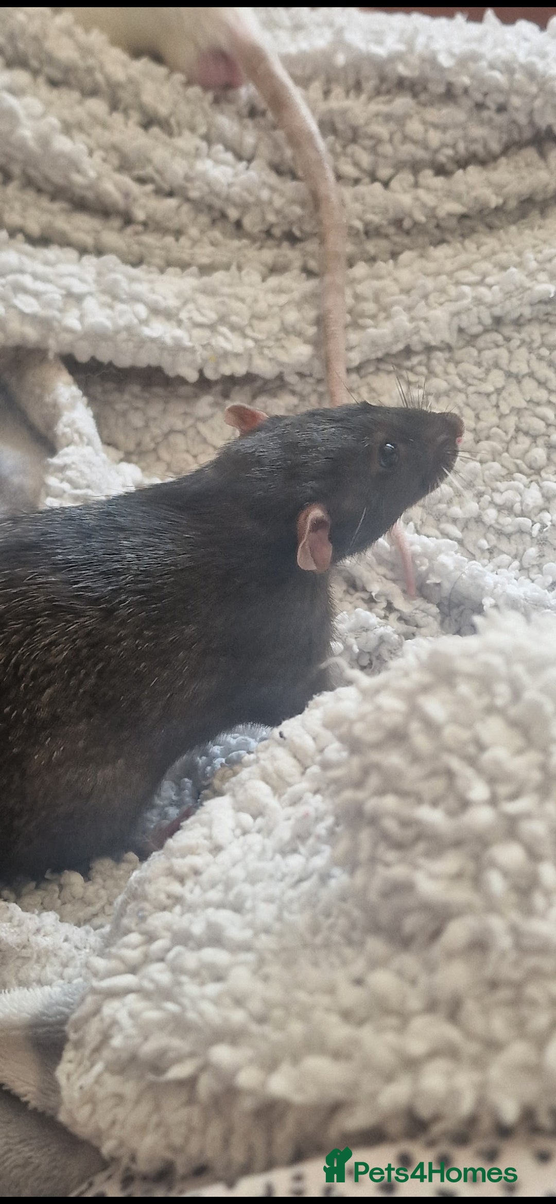 Rat rodents for sale: 2 male rats for rehoming  - Image 7