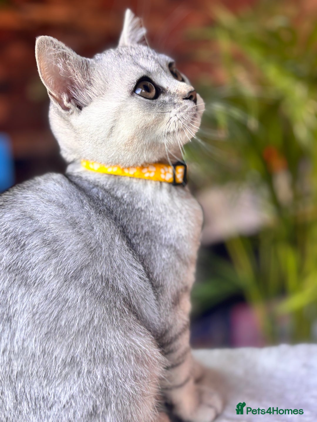 British Shorthair cats for sale: 🐾🌟 Stunningly Rare Silver Tipped (ns12) BSH 🌟🐾 - Image 36