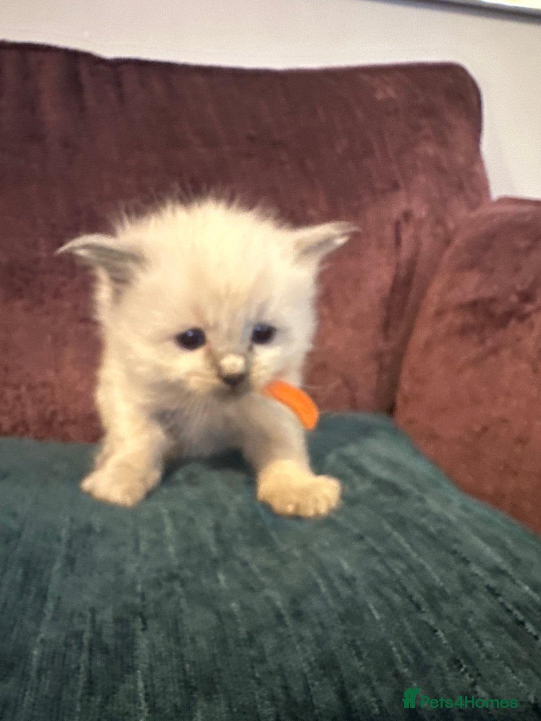 Ragdoll cats for sale: Ragdoll blue point kittens  - Advert 8