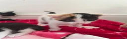 Bramble cats for sale: Kittens for sale  in Hamilton - Advert 24