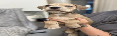 Woody