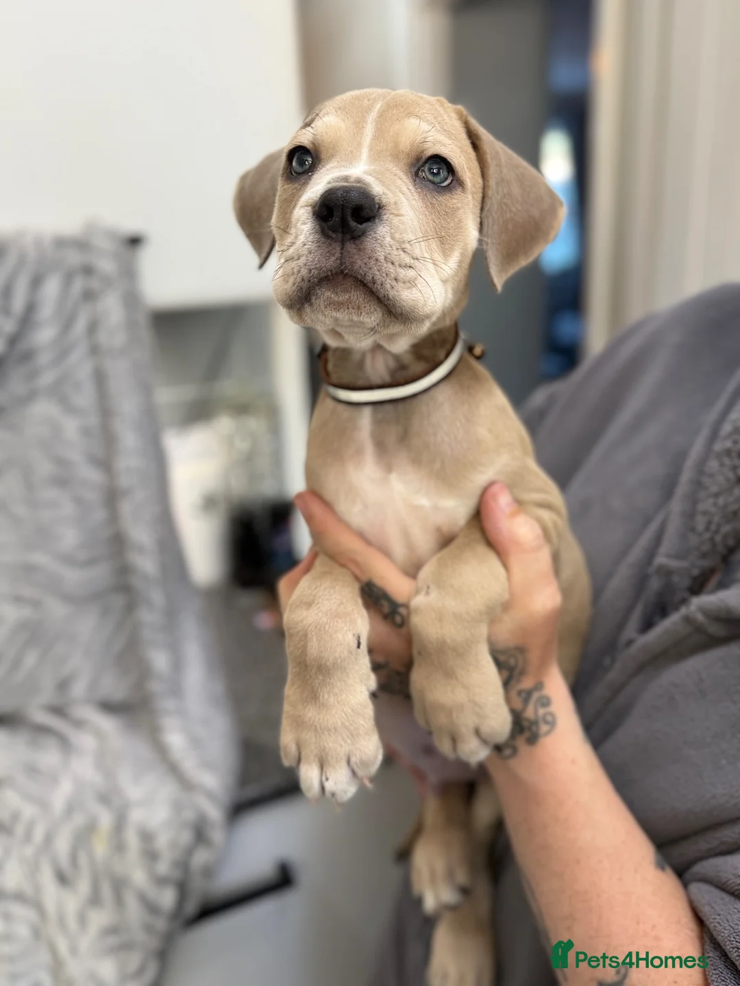 Cane Corso dogs for sale: Cane corso puppies - Advert 2