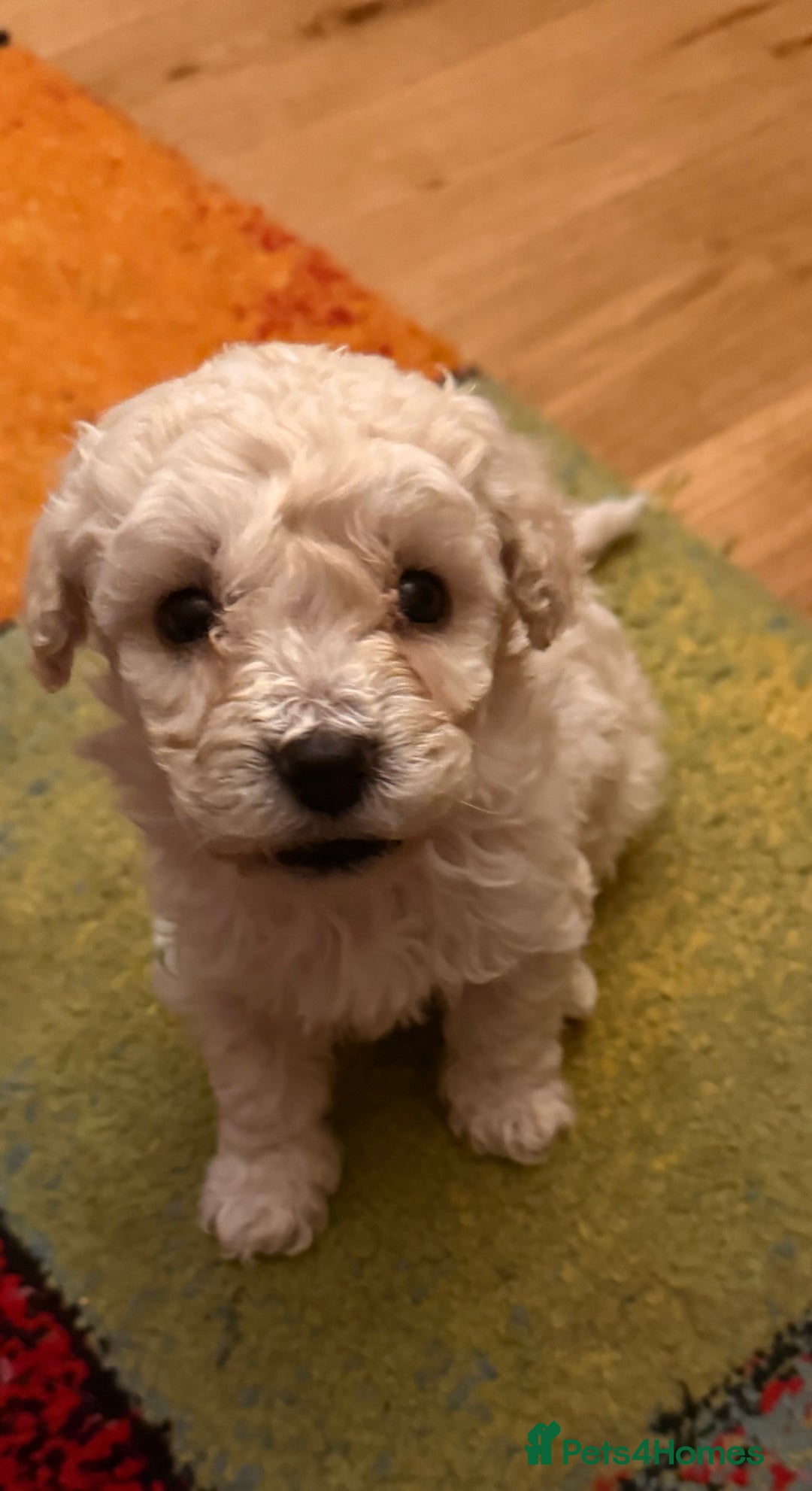 Shihpoo dogs for sale: Shihpoo - Advert 3