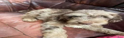 Sproodle dogs for sale: Sproodle  - Advert 9