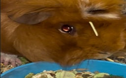 Guinea Pig rodents for sale: 2 male Guinea pigs Grinch(dark & Max(brown) - Image 6