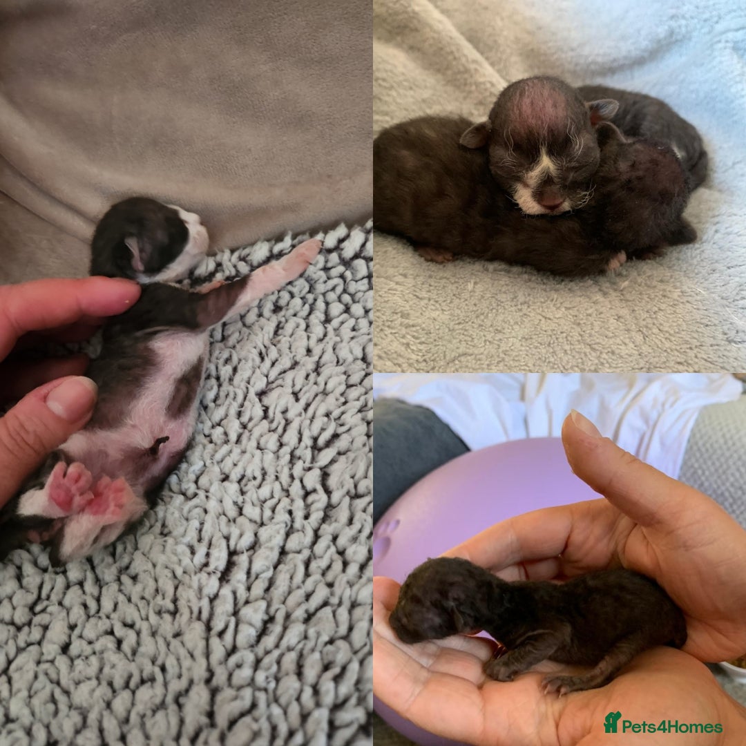 Devon Rex cats for sale: *Kittens born yesterday* FiFi registered  - Image 5