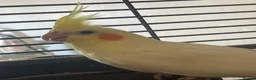 Cockatiels birds for sale: 2 female cockatiels in Gravesend - Advert 6
