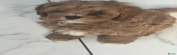 Cavapoo dogs for sale: One beautiful boy and girl cava poo for sale in Llanelli - Advert 2