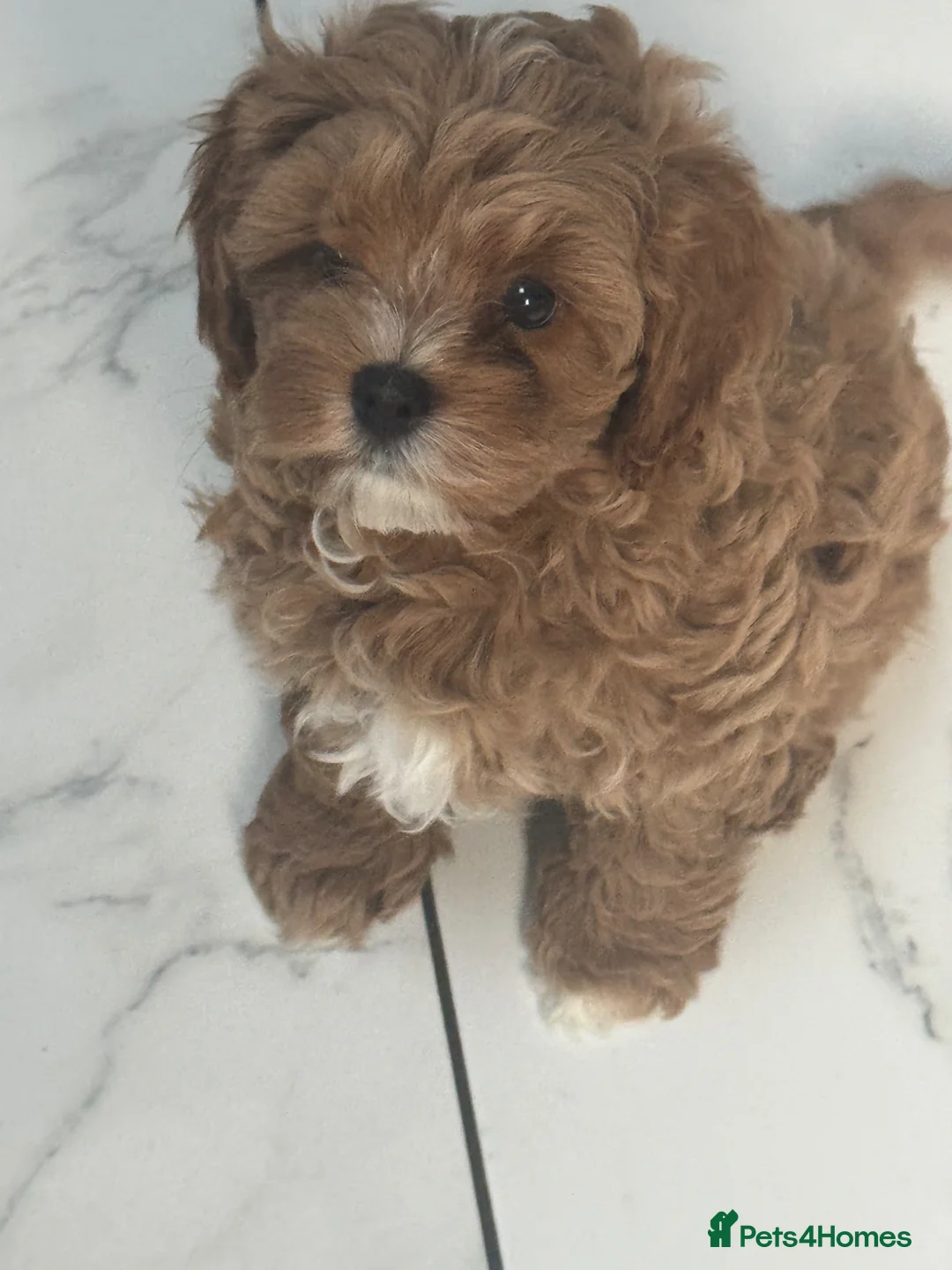 Cavapoo dogs for sale: One beautiful boy and girl cava poo for sale in Llanelli - Advert 2
