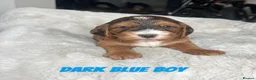 Cockapoo dogs for sale: F1 Cockapoo Puppies PRA Clear! KC Parents!  in Sittingbourne - Advert 15