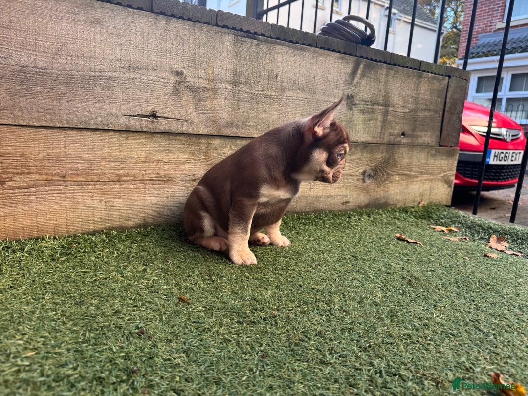 French Bulldog dogs for sale: 1 female available  READY TO LEAVE,   - Image 17