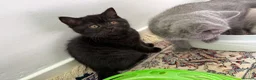 British Shorthair cats for sale: Adorable kitty  - Advert 4