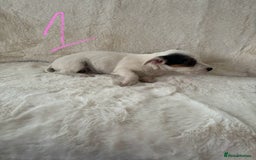 Mixed Breed dogs for sale: Sealyham x Jack Russell - Image 13