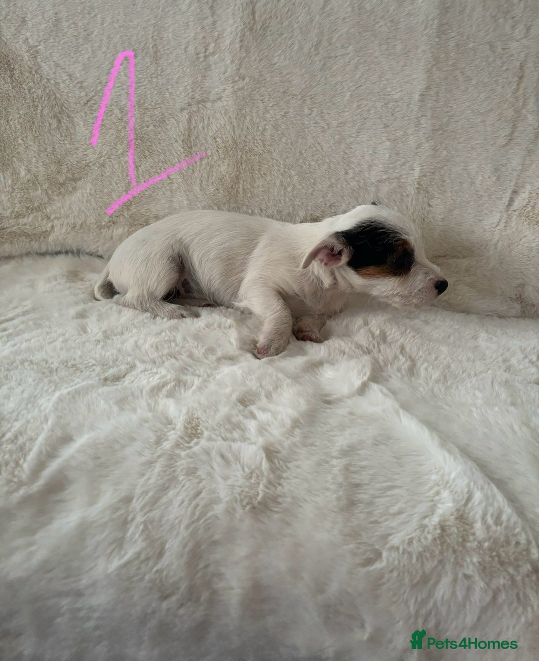 Mixed Breed dogs for sale: Sealyham x Jack Russell - Image 13