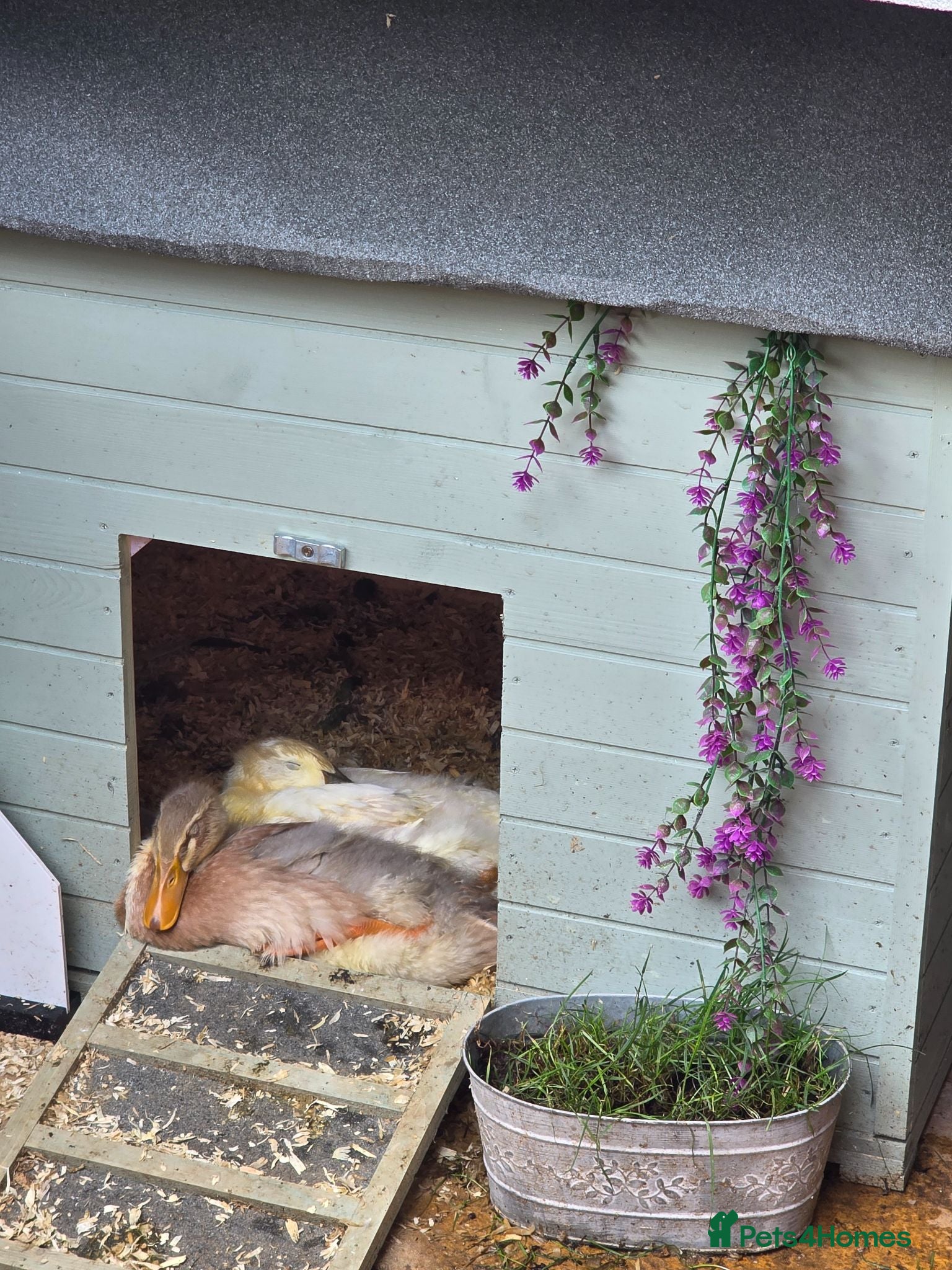 Ducks poultry Runner ducks  - Advert 1