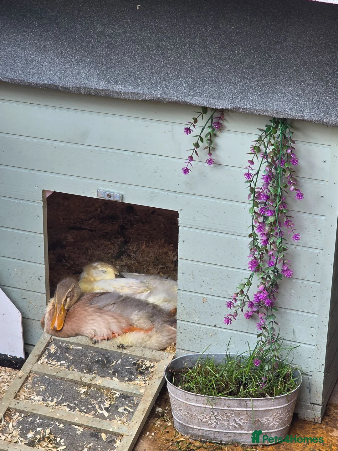 Ducks poultry for sale: Runner ducks  - Advert 1