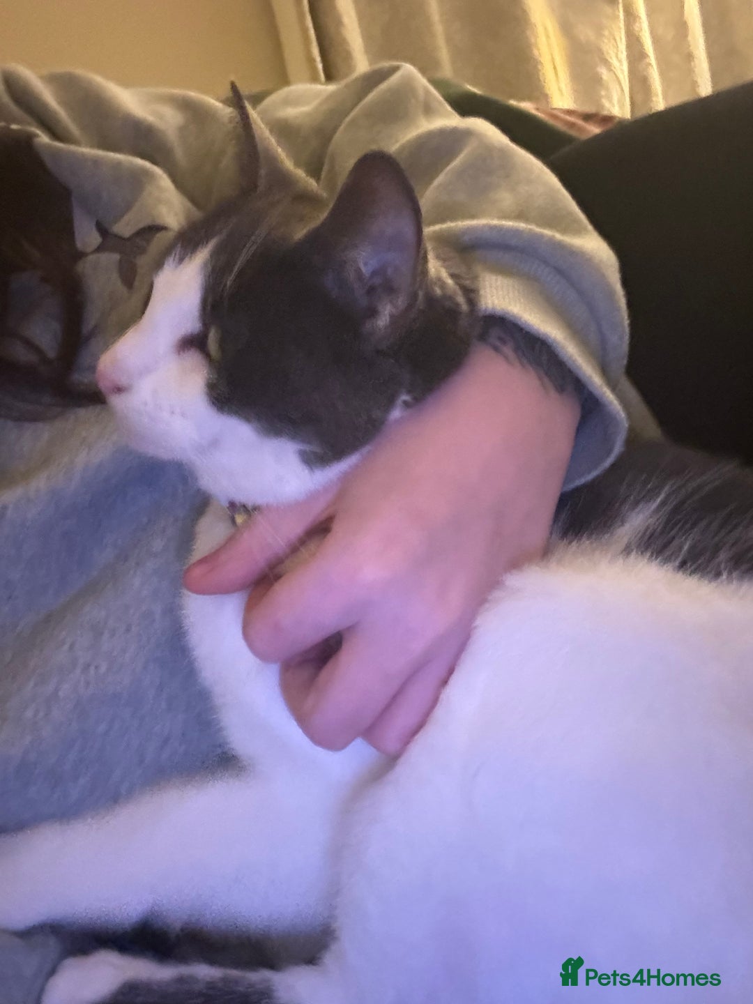 Domestic Shorthair cats for sale: New home needed, lovely female cat - Advert 2