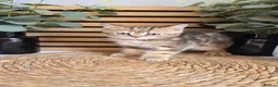 British Shorthair cats for sale: Beautiful British kittens - Advert 5