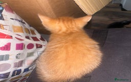 British Shorthair cats for sale: Kittens For Sale - Image 9