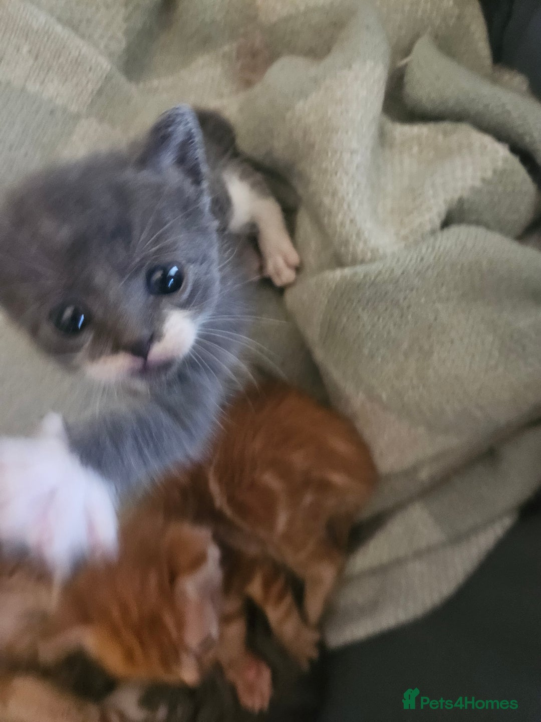 British Shorthair cats for sale: 4 Beutiful kittens  - Image 11