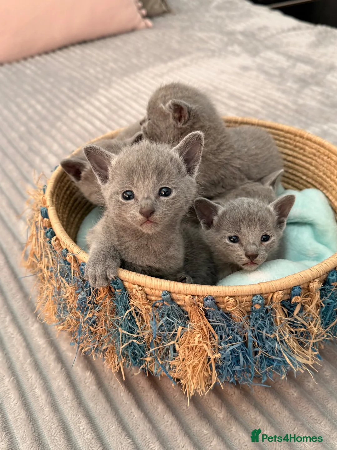 Russian Blue cats for sale: TICA Registered Russian Blue Kittens - Advert 2