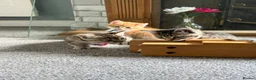 Mixed Breed cats for sale: 4 babys looking for a loving home  - Advert 10