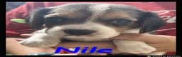 Beaglier dogs for sale: Beautiful Beaglier Bundles 🌸 - Advert 21
