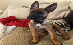 Belgian Shepherd Dog dogs for sale: Belgian malonis - Image 4