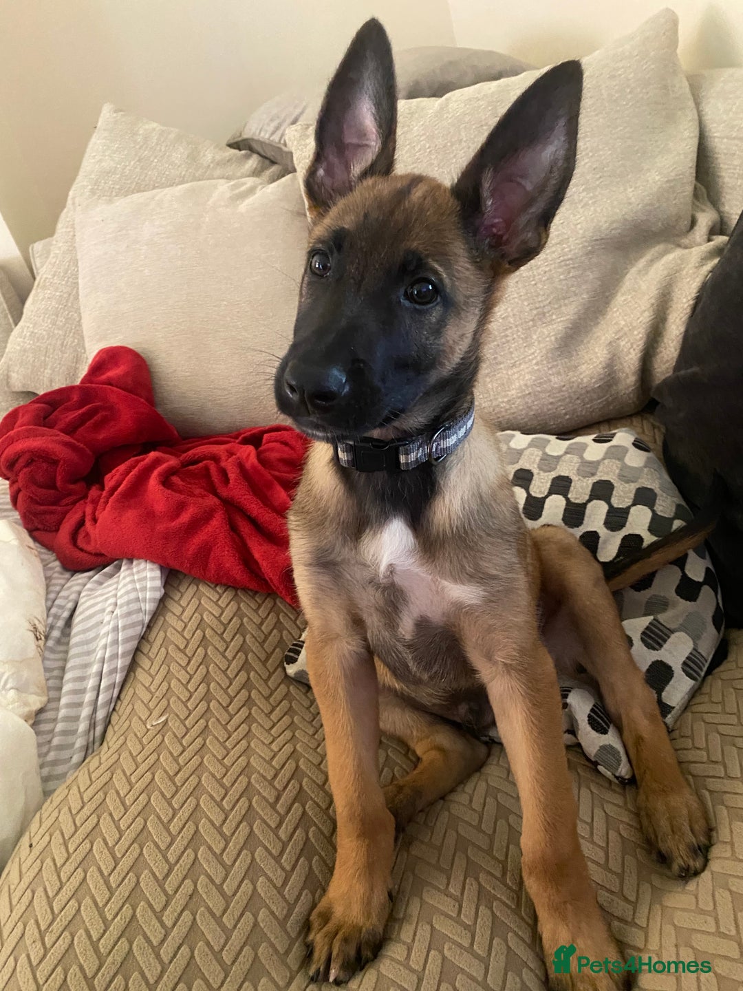 Belgian Shepherd Dog dogs for sale: Belgian malonis - Image 4