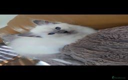 Ragdoll cats for sale: Beautiful blue ragdoll kittens - Image 9