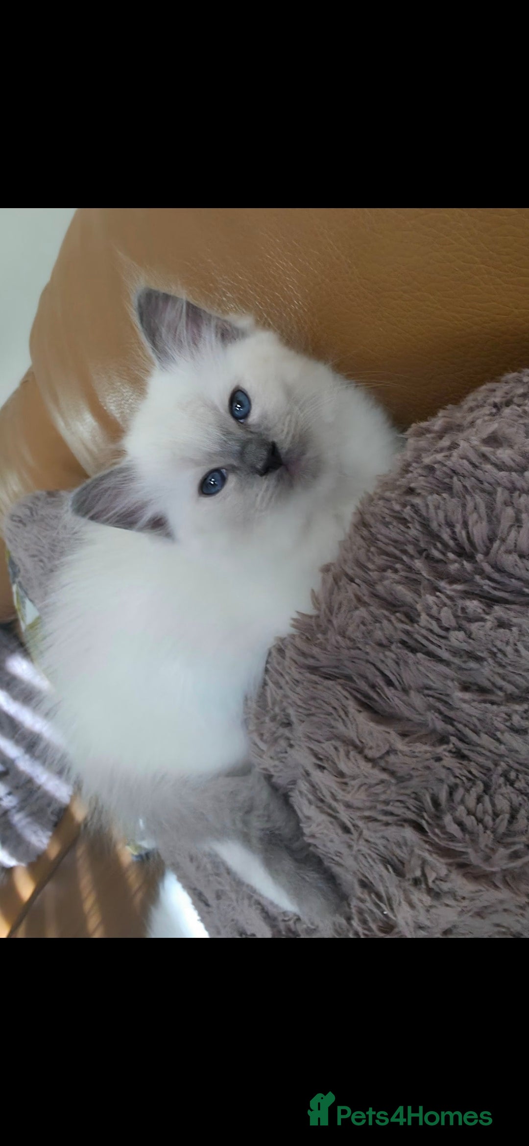 Ragdoll cats for sale: Beautiful blue ragdoll kittens - Image 9