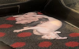 Sphynx cats for sale: ✨ Adorable Elf Sphynx Kittens ✨ - Image 6
