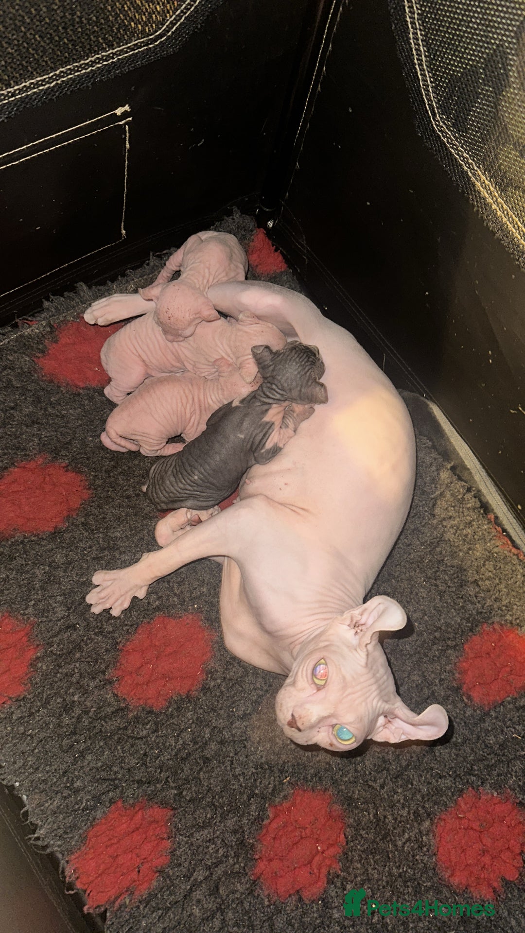 Sphynx cats for sale: ✨ Adorable Elf Sphynx Kittens ✨ - Image 6