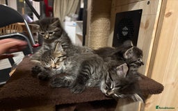 Siberian cats for sale: Beautiful mixed Siberian kittens - Image 7